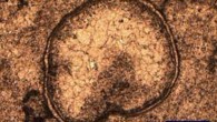 Tiny impact spherule from Duffer Formation, Australia. Image credit: Andrew Glikson et al.