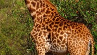 An adult female Masai giraffe (Giraffa camelopardalis tippelskirchi) in the Masaai Mara National Park, Kenya. Image credit: Bjørn Christian Tørrissen / CC BY-SA 3.0.