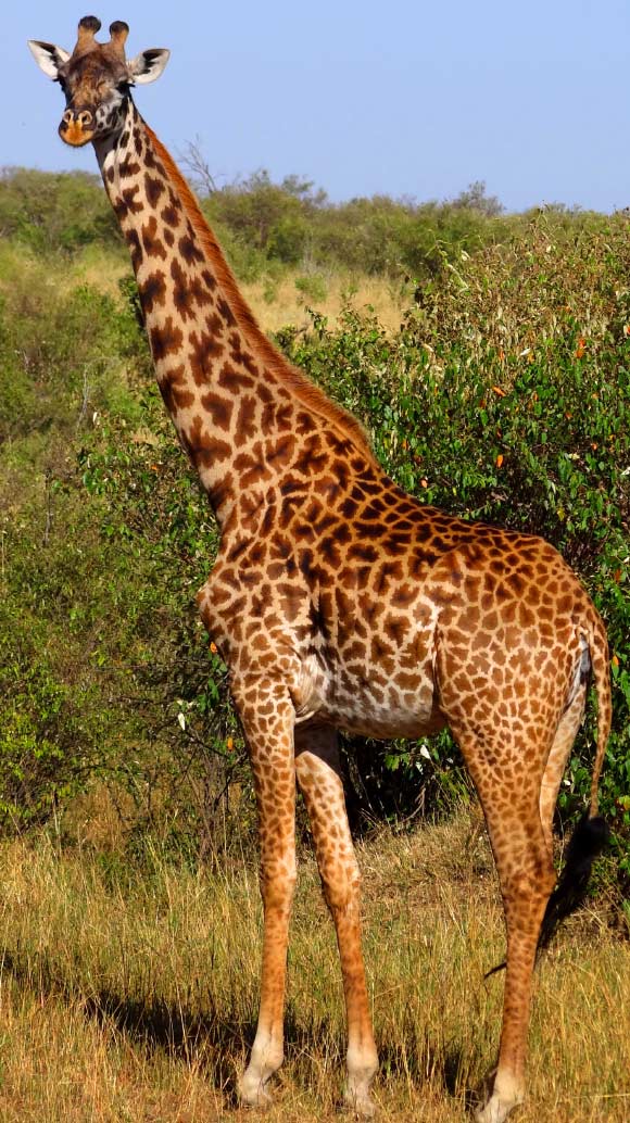 DNA Study Confirms There Are Four Giraffe Species Sci News DNA Study Confirms There Are Four Giraffe Species Sci News