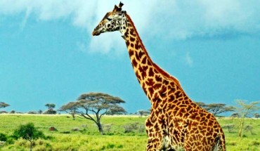 A Masai giraffe in Serengeti National Park, Tanzania. Image credit: Sajjad F. / CC BY 3.0.