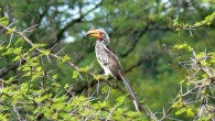 Southern yellow-billed hornbills (Tockus leucomelas) keep cool by losing heat through their beaks. Image credit: Chris Eason / CC BY 2.0.