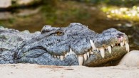 A Nile crocodile (Crocodylus niloticus). Image credit: Tambako the Jaguar.