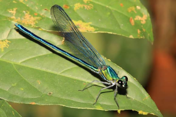 Umma gumma, male. Image credit: Jens Kipping.