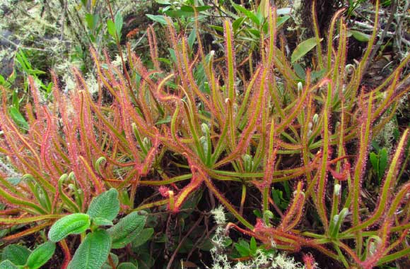 Drosera magnifica. Image credit: Paulo Gonella / CC BY-SA 3.0.