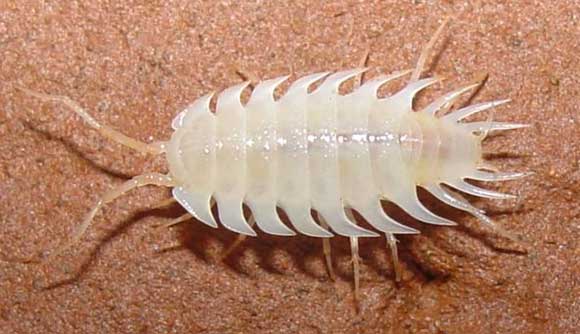 Iuiuniscus iuiuensis. Image credit: Leila A. Souza et al. 