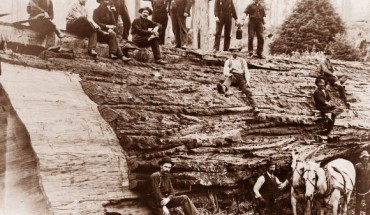 Jumping Frenchmen of Maine, a rare disorder characterized by an unusually extreme startle reaction, is similar to Latah. It was first identified during the 19th century in Maine and Quebec among an isolated population of lumberjacks of French Canadian descent. This image shows a group of lumberjacks who have just downed a giant sequoia (California, 1905). Image credit: Library of Congress, Washington, DC.