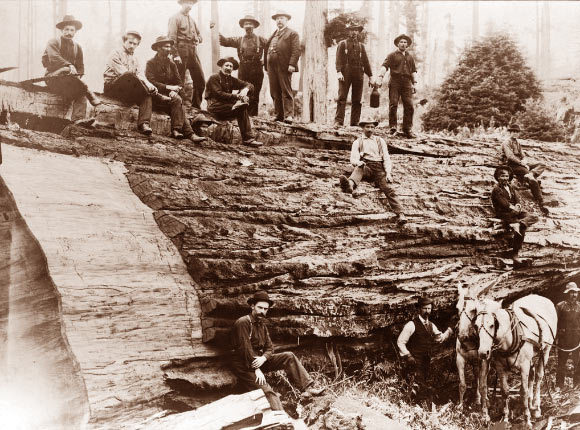 Jumping Frenchmen of Maine, a rare disorder characterized by an unusually extreme startle reaction, is similar to Latah. It was first identified during the 19th century in Maine and Quebec among an isolated population of lumberjacks of French Canadian descent. This image shows a group of lumberjacks who have just downed a giant sequoia (California, 1905). Image credit: Library of Congress, Washington, DC.