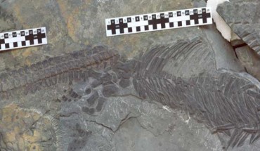 Sclerocormus parviceps. Image credit: Da-Yong Jiang.