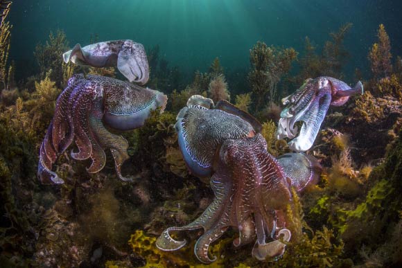 Giant Australian cuttlefish (Sepia apama) in Spencer Gulf, South Australia. Image credit: David Wiltshire.