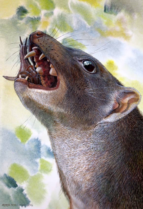 Malleodectes mirabilis, a species in the family Malleodectidae, using its massive, ball-peen-like premolar tooth to break into what were perhaps one of this unique marsupial’s favorite meals - Riversleigh escargots. Image credit: Peter Schouten.