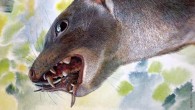 Malleodectes mirabilis. Image credit: Peter Schouten.