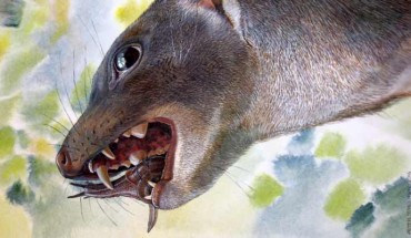 Malleodectes mirabilis. Image credit: Peter Schouten.