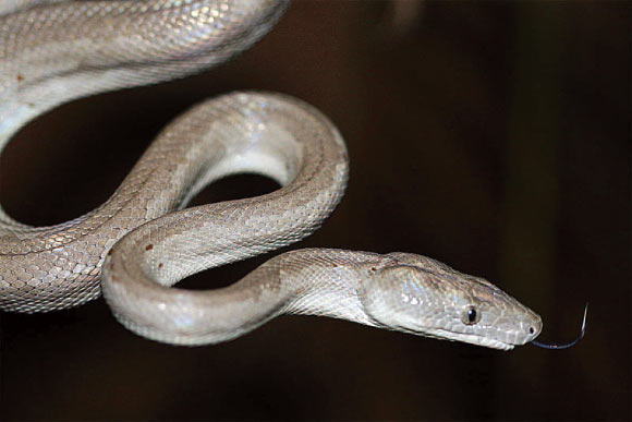 The Conception Bank silver boa (Chilabothrus argentums). Image credit: Graham Reynolds.