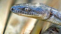 Conception Bank silver boa. Image credit: Alberto R. Puente-Rolon.