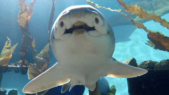 Port Jackson shark (Heterodontus portusjacksoni). Image credit: Evan Byrnes.