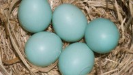 Blue-green eggs of the Eastern bluebird (Sialia sialis). Image credit: Eastern Kentucky University.