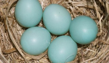 Blue-green eggs of the Eastern bluebird (Sialia sialis). Image credit: Eastern Kentucky University.