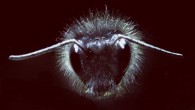 A bumblebee covered in body hairs. Image credit: University of Bristol.