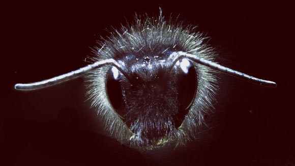A bumblebee covered in body hairs. Image credit: University of Bristol.