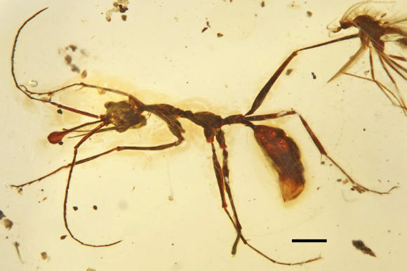 Ceratomyrmex ellenbergeri. Image credit: Bo Wang.