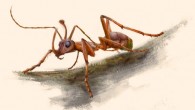 Life-like reconstruction of Ceratomyrmex ellenbergeri. Image credit: Dinghua Yang.