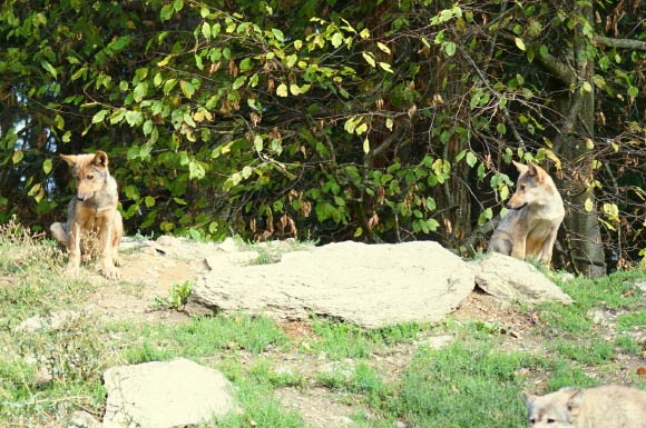 Man’s best friend may have been domesticated from distinct wolf populations on either side of the Old World. Image credit: Pixel-mixer.