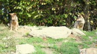 Man’s best friend may have been domesticated from distinct wolf populations on either side of the Old World. Image credit: Pixel-mixer.