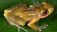 Pristimantis pluvialis, male. Image credit: Alessandro Catenazzi.