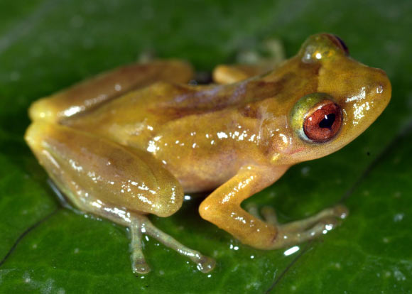 Pristimantis pluvialis, male. Image credit: Alessandro Catenazzi.
