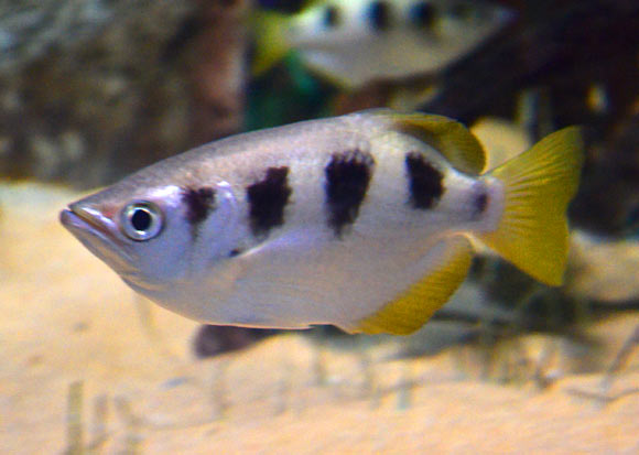 Archerfish (Toxotes chatareus). Newport et al. found that archerfish could be trained to discriminate a learned face from a large number of other human faces even when some trivial cues had been removed. Image credit: Esquilo / CC BY-SA 3.0.