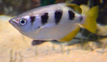 Archerfish (Toxotes chatareus). Image credit: Esquilo / CC BY-SA 3.0.