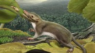 Early mammal. Image credit: Carl Buell.