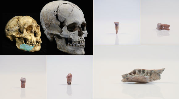 Hominin remains from Mata Menge. Upper left: Mata Menge jaw fragment overlayed over the LB1 skull of Homo floresiensis, next to modern human skull. Image credit: University of Wollongong.
