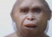 Reconstruction of Homo floresiensis. Image credit: Kinez Riza / Atelier Elisabeth Daynes, Sangiran Museum.