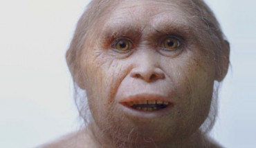 Reconstruction of Homo floresiensis. Image credit: Kinez Riza / Atelier Elisabeth Daynes, Sangiran Museum.