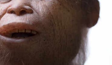 Reconstruction of Homo floresiensis. Image credit: Elisabeth Daynes.