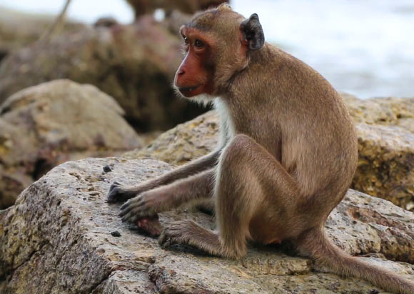Long-tailed macaque (Macaca fascicularis aurea) uses a stone. Image credit: University of Oxford.