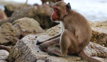 Long-tailed macaque (Macaca fascicularis aurea) uses a stone. Image credit: University of Oxford.