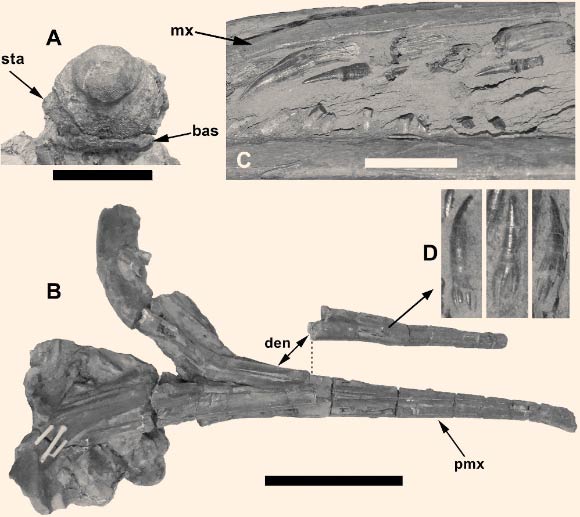Skull roof elements of Wahlisaurus massarae: A - photograph; B - interpretative illustration based on the preserved skull elements. Due to crushing and damage, some of the sutures are difficult to distinguish. Dashed line indicates a possible suture; diagonal lines indicate a broken edge; grey represents matrix exposed between the bones; black area includes pineal foramen and upper temporal fenestra. Abbreviations: f - frontal; ju - jugal; na - nasal; p - parietal; pf - postfrontal; pif - pineal foramen; po - postorbital; prf - prefrontal; qj - quadratojugal; st - supratemporal. Scale bar - 5 cm. Image credit: Dean R. Lomax.