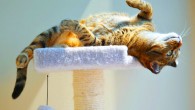 Cats’ expectations are based on what they hear, a new study reveals. Image credit: University of Pennsylvania.