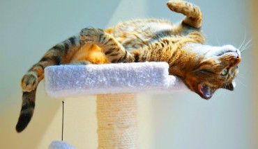 Cats’ expectations are based on what they hear, a new study reveals. Image credit: University of Pennsylvania.