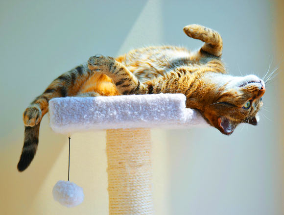 Cats’ expectations are based on what they hear, a new study reveals. Image credit: University of Pennsylvania.