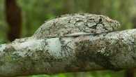 Anolis landestoyi. Image credit: Miguel Landestoyi.