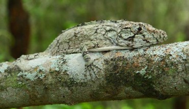 Anolis landestoyi. Image credit: Miguel Landestoyi.