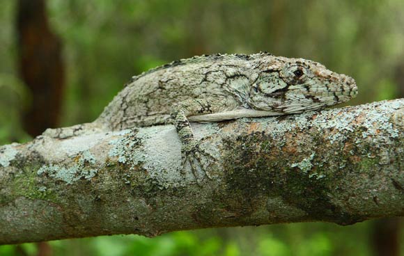 Anolis landestoyi. Image credit: Miguel Landestoyi.