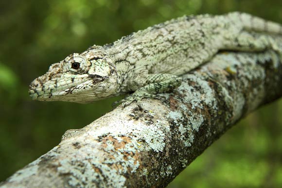 Anolis landestoyi, perched on branch. Image credit: Miguel Landestoyi.