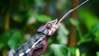 Panther chameleon. Image credit: Pixel-mixer.