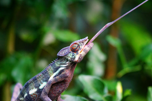 Panther chameleon. Image credit: Pixel-mixer.