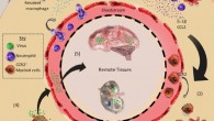 The inoculation of viruses into mosquito bite sites is an important and common stage of arbovirus infections. Dr. McKimmie and his colleagues show that inflammation at bite sites aids viral replication and dissemination in vivo, resulting in more severe infection. These findings define additional targets for post-exposure prophylactic intervention. Image credit: Marieke Pingen et al.