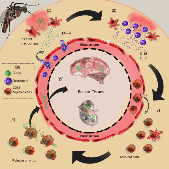 The inoculation of viruses into mosquito bite sites is an important and common stage of arbovirus infections. Dr. McKimmie and his colleagues show that inflammation at bite sites aids viral replication and dissemination in vivo, resulting in more severe infection. These findings define additional targets for post-exposure prophylactic intervention. Image credit: Marieke Pingen et al.